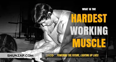 Unveiling the Body's Hardest Working Muscle: A Surprising Revelation