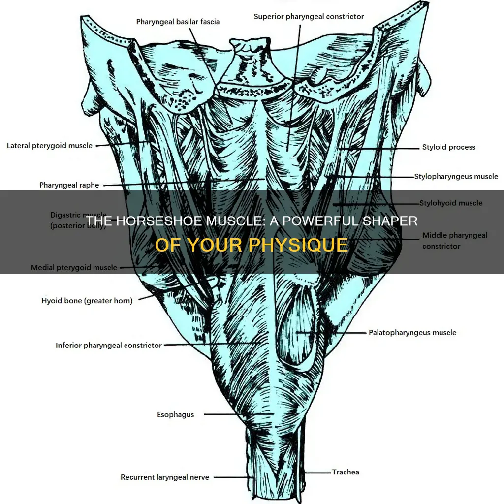 what is the horseshoe muscle