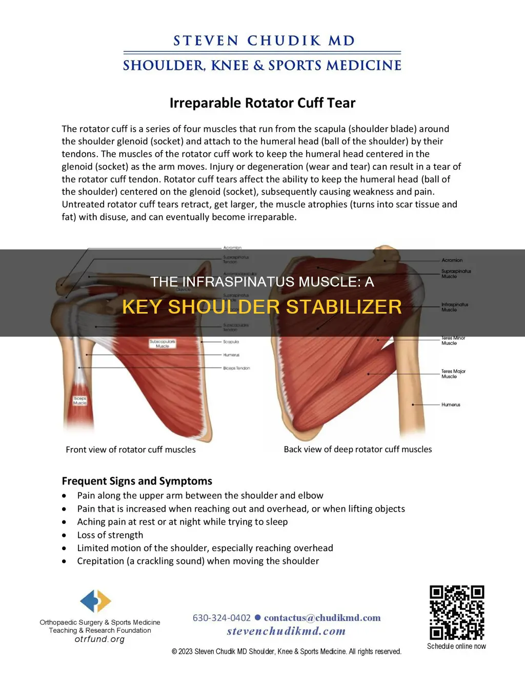 what is the infraspinatus muscle