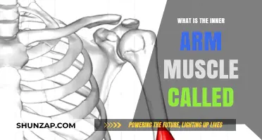 Understanding the Inner Arm Muscle: The Brachialis Explained Simply