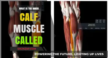 Unveiling the Inner Calf Muscle: Anatomy and Function Explained