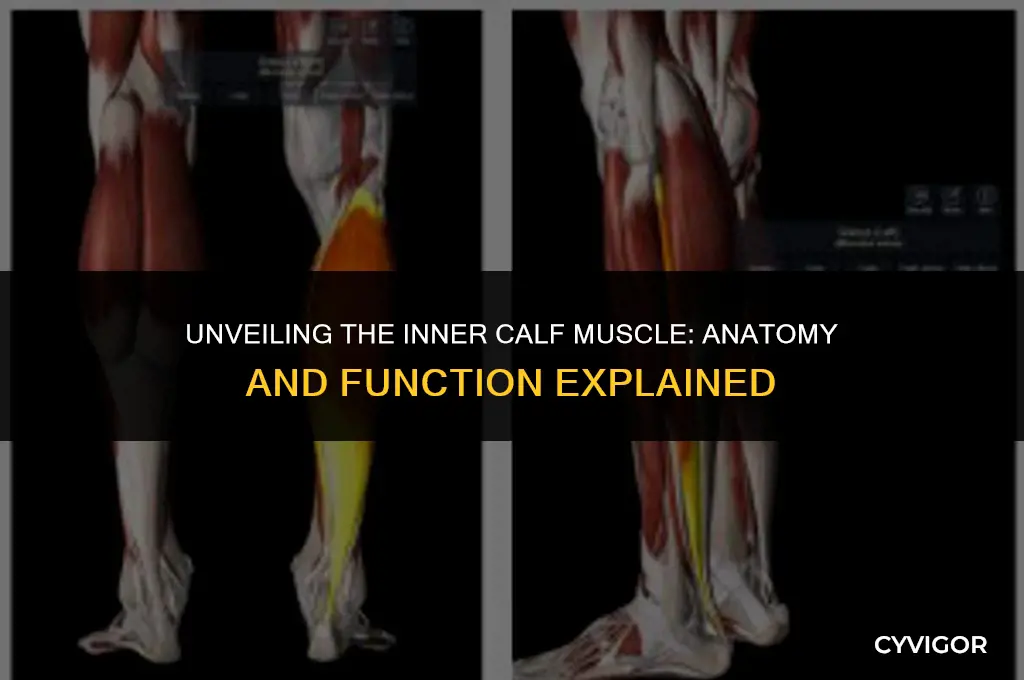 what is the inner calf muscle called