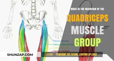 Understanding the Quadriceps Muscle Group's Insertion: A Comprehensive Guide