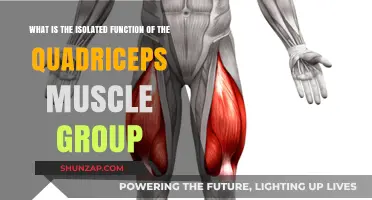 Understanding the Quadriceps: Isolated Functions of This Powerful Muscle Group
