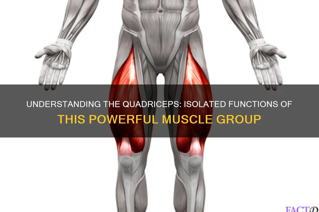 what is the isolated function of the quadriceps muscle group