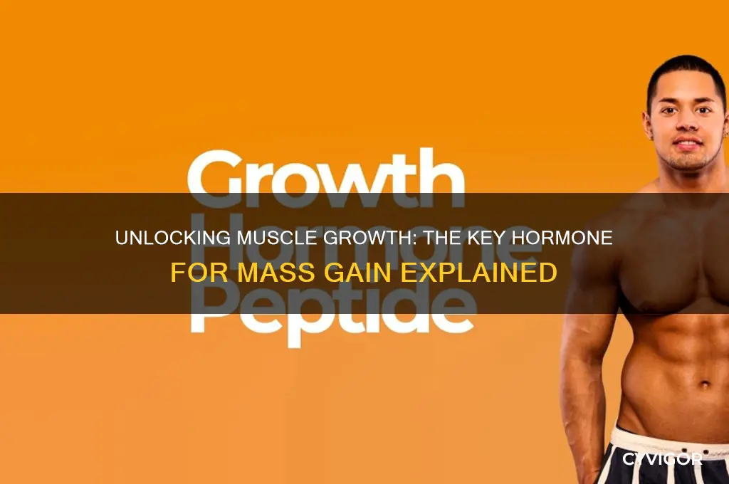 what is the key hormone used to gain muscle mass