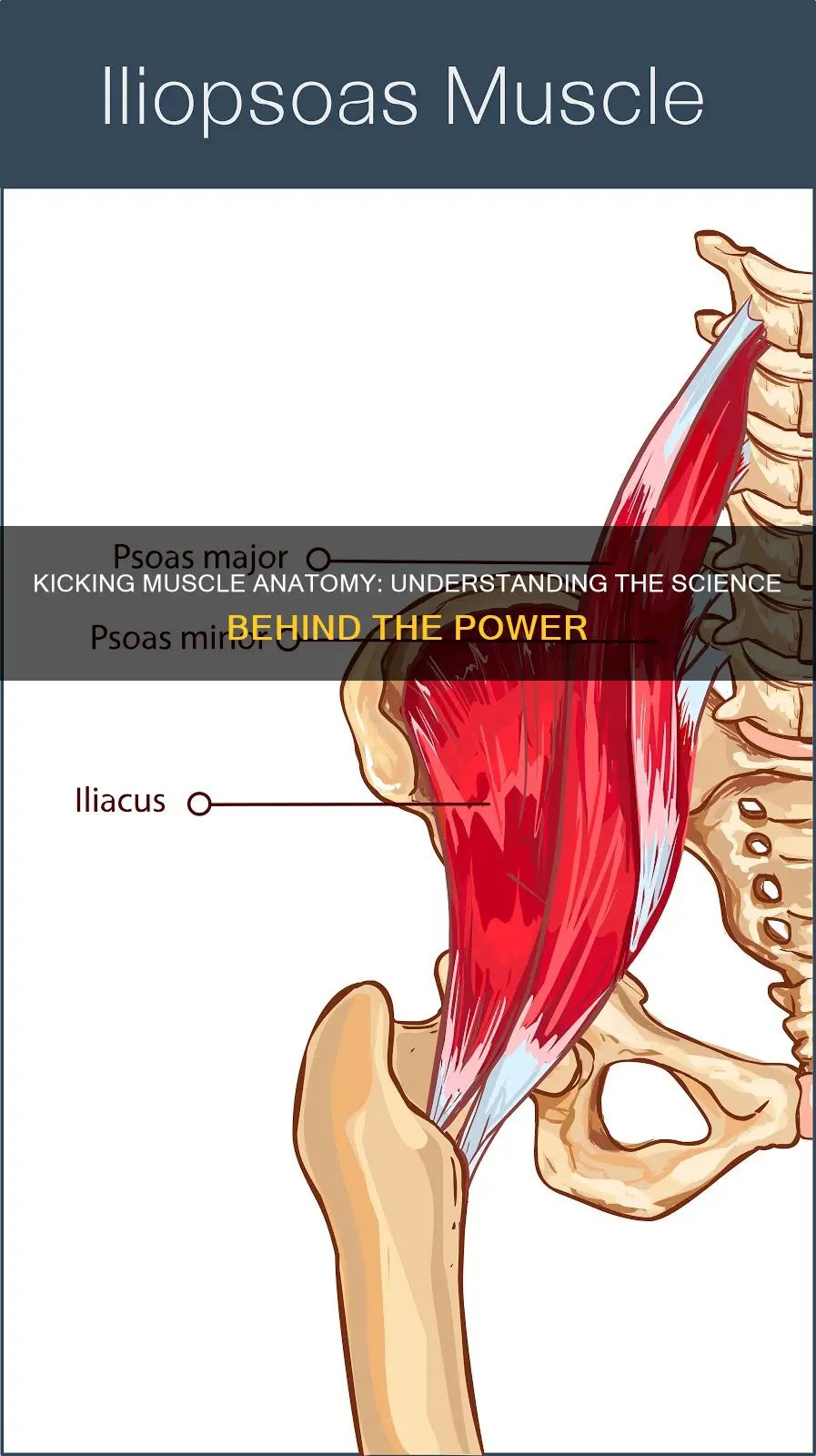 what is the kicking muscle