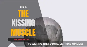 The Muscle Behind Kissing: Exploring the Orbicularis Oris