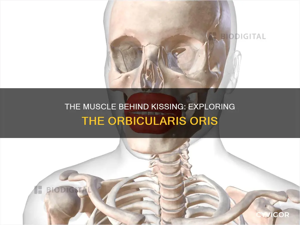 what is the kissing muscle