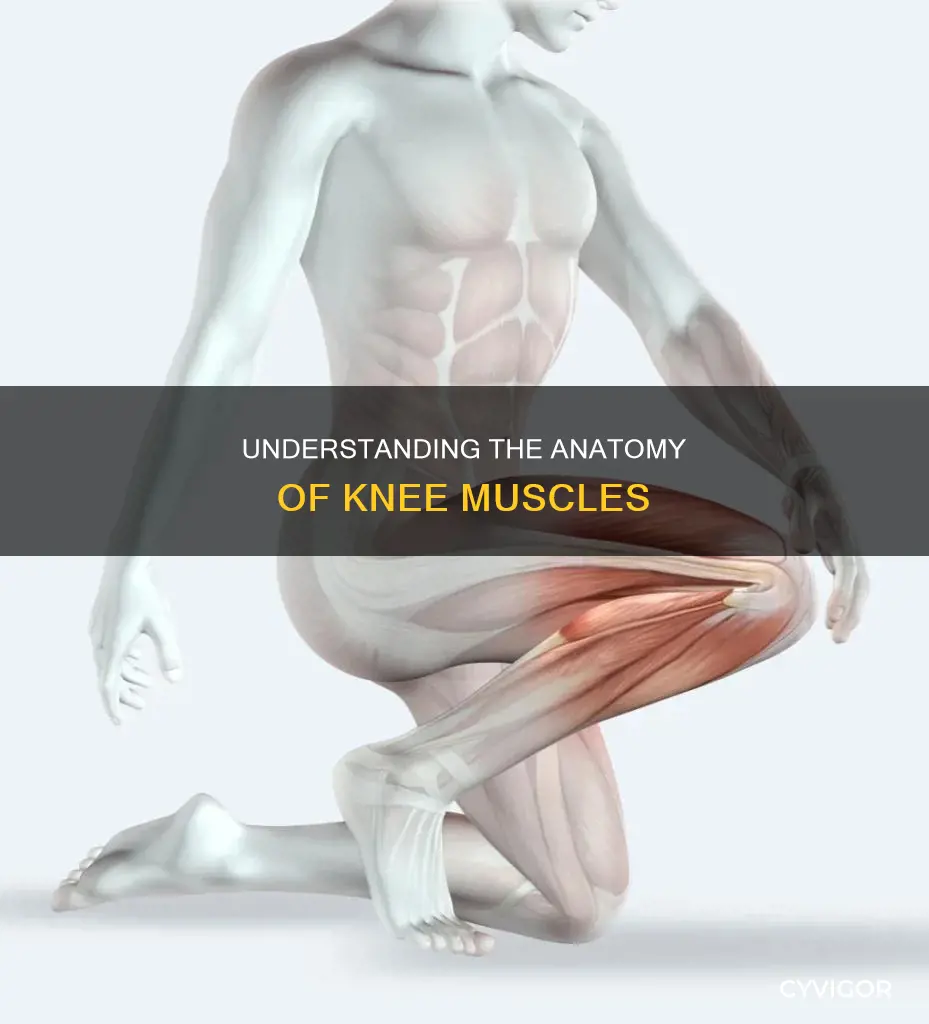 what is the knee muscles