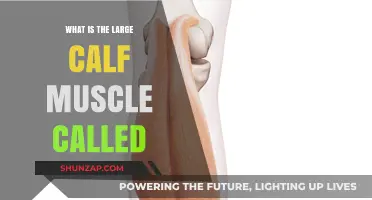 Unveiling the Powerhouse: The Mighty Gastrocnemius Muscle Explained