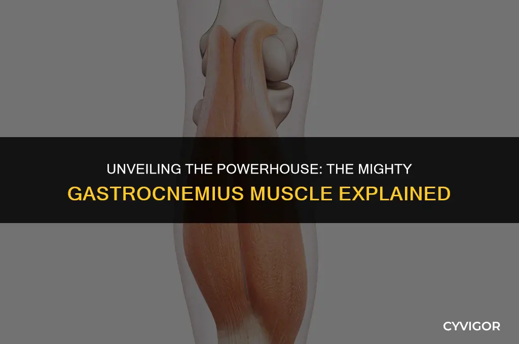 what is the large calf muscle called