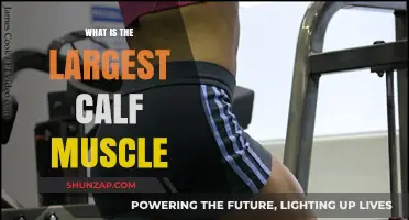 Unveiling the Powerhouse: Your Guide to the Largest Calf Muscle