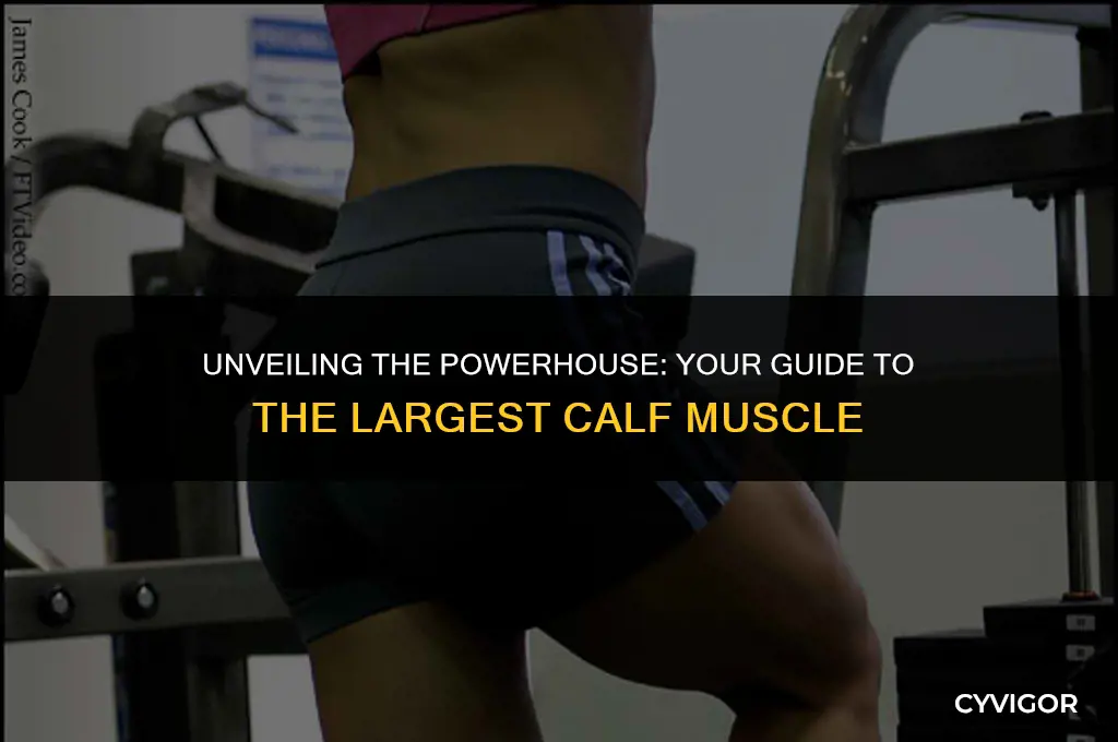 what is the largest calf muscle