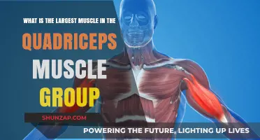 Discovering the Dominant Muscle in Your Quadriceps Group