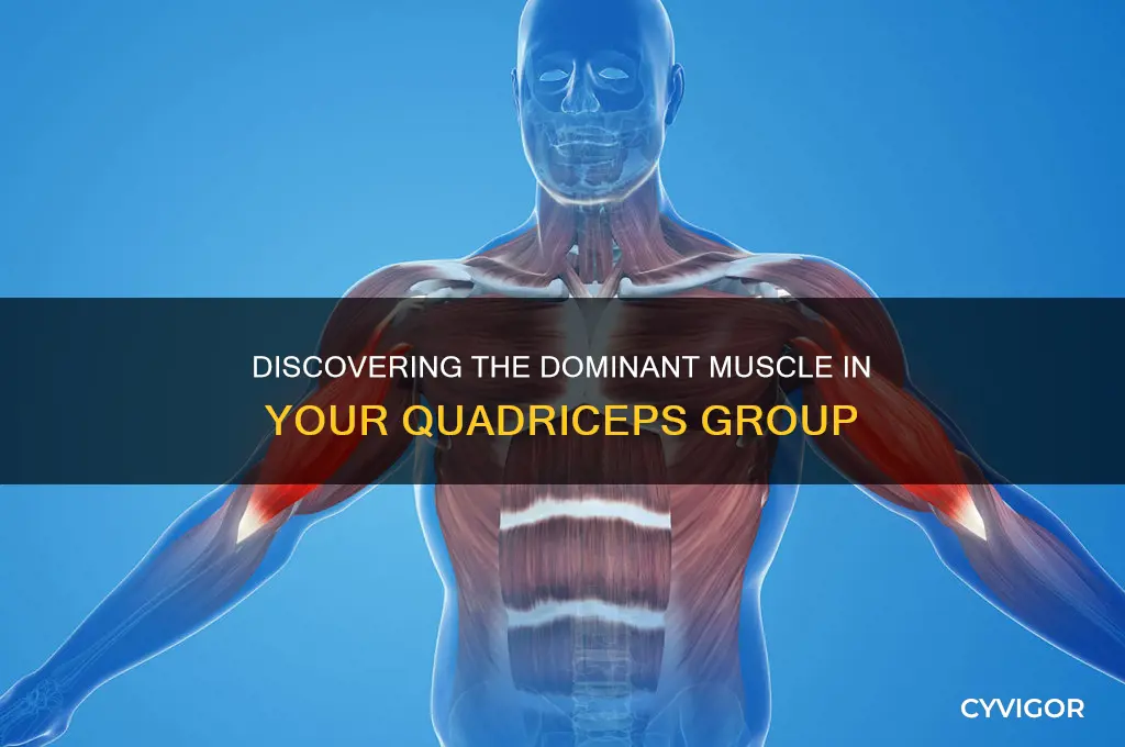 what is the largest muscle in the quadriceps muscle group
