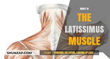Latissimus Muscle: Your Back's Powerhouse