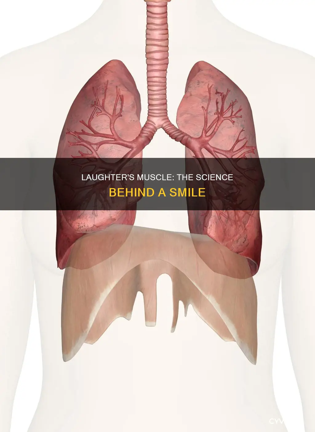 what is the laughing muscle