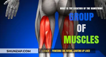 Where Are Your Hamstrings Located? A Guide to Muscle Anatomy