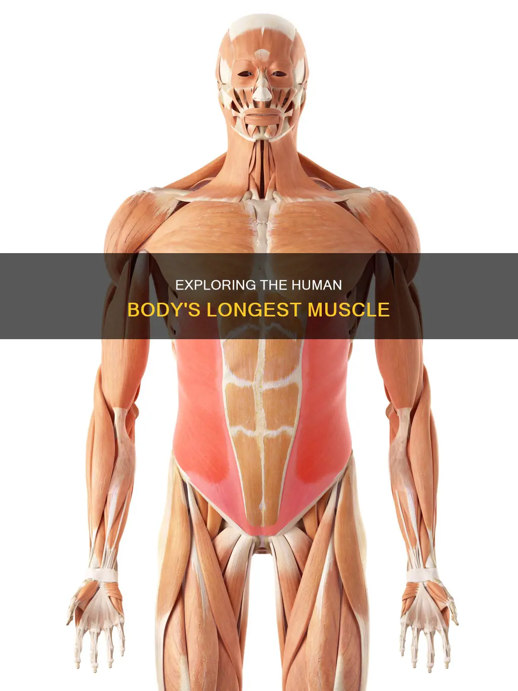 what is the longest muscle