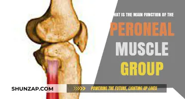 Understanding the Peroneal Muscles: Key Functions and Importance