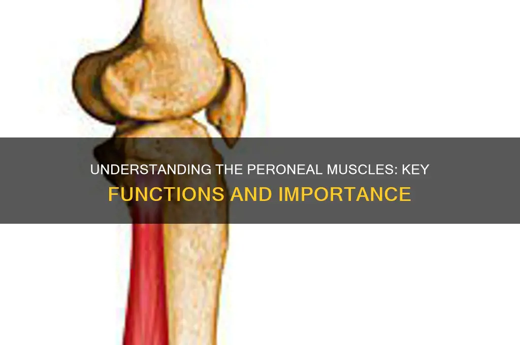 what is the main function of the peroneal muscle group