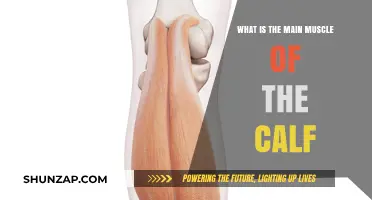 Unveiling the Powerhouse of the Calf: The Gastrocnemius Muscle