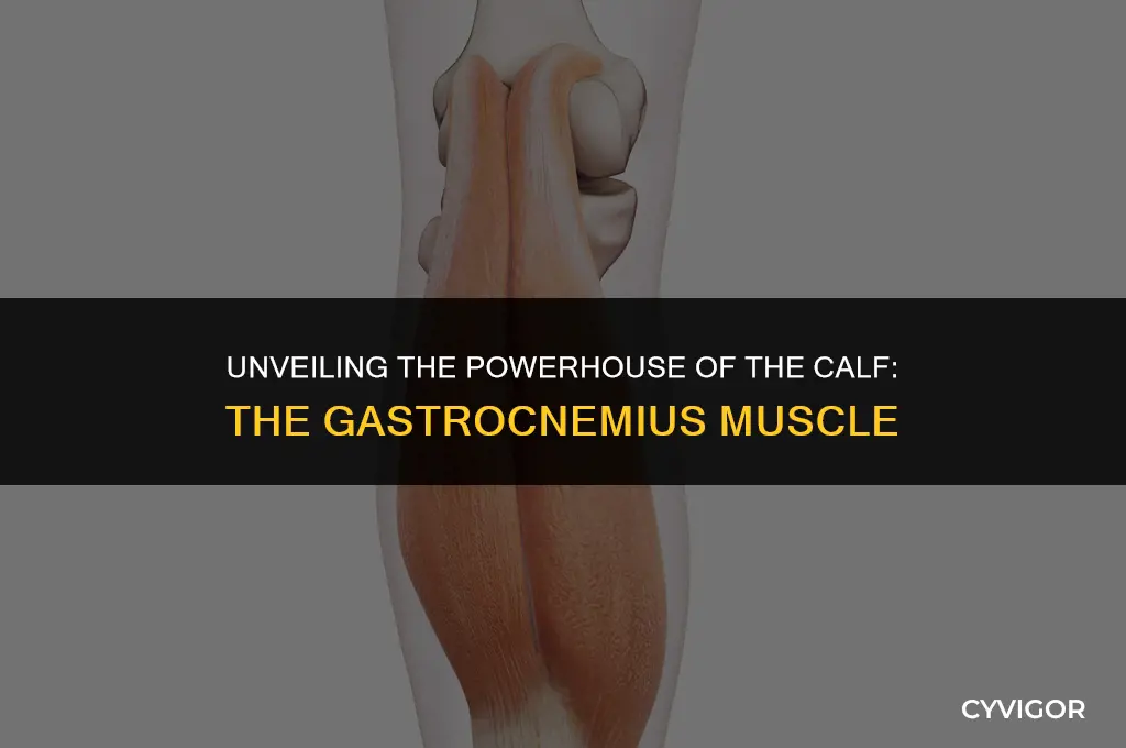 what is the main muscle of the calf