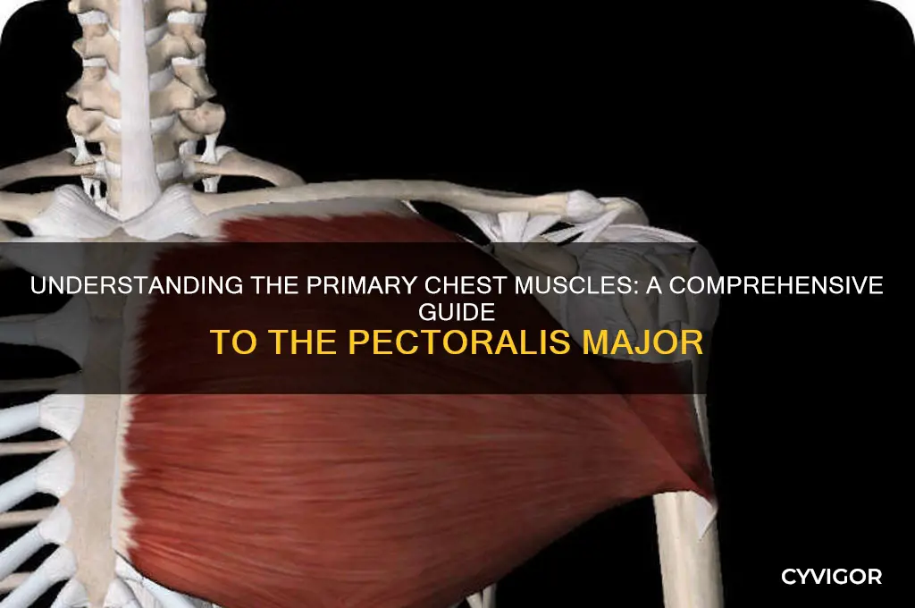 what is the major muscle group in your chest