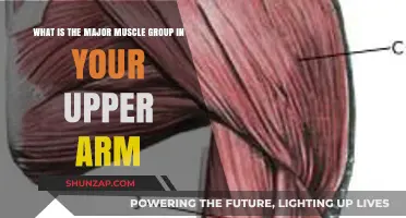Understanding Your Upper Arm: The Major Muscle Group Explained