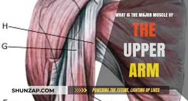 Understanding the Biceps: The Major Muscle of the Upper Arm