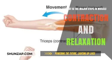 Understanding Muscle Contraction and Relaxation: Key Steps Explained