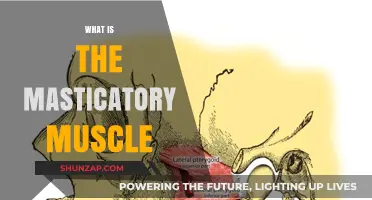Chewing Power: Understanding Masticatory Muscles