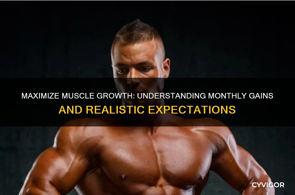 what is the max muscle gain per month