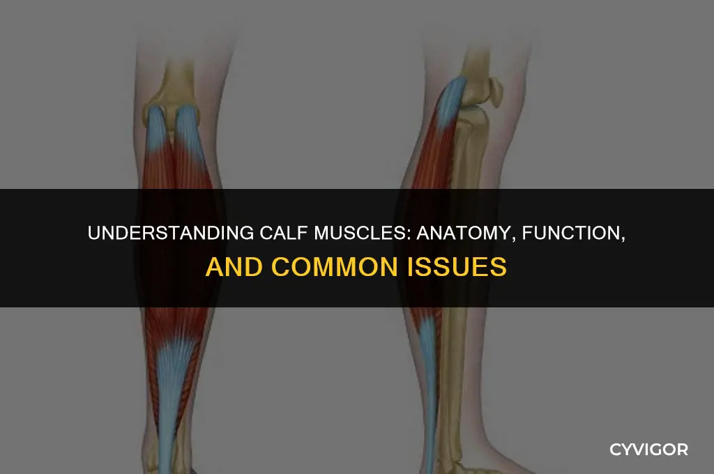 what is the meaning of calf muscles