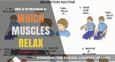 Understanding Muscle Relaxation: The Science Behind How Muscles Unwind