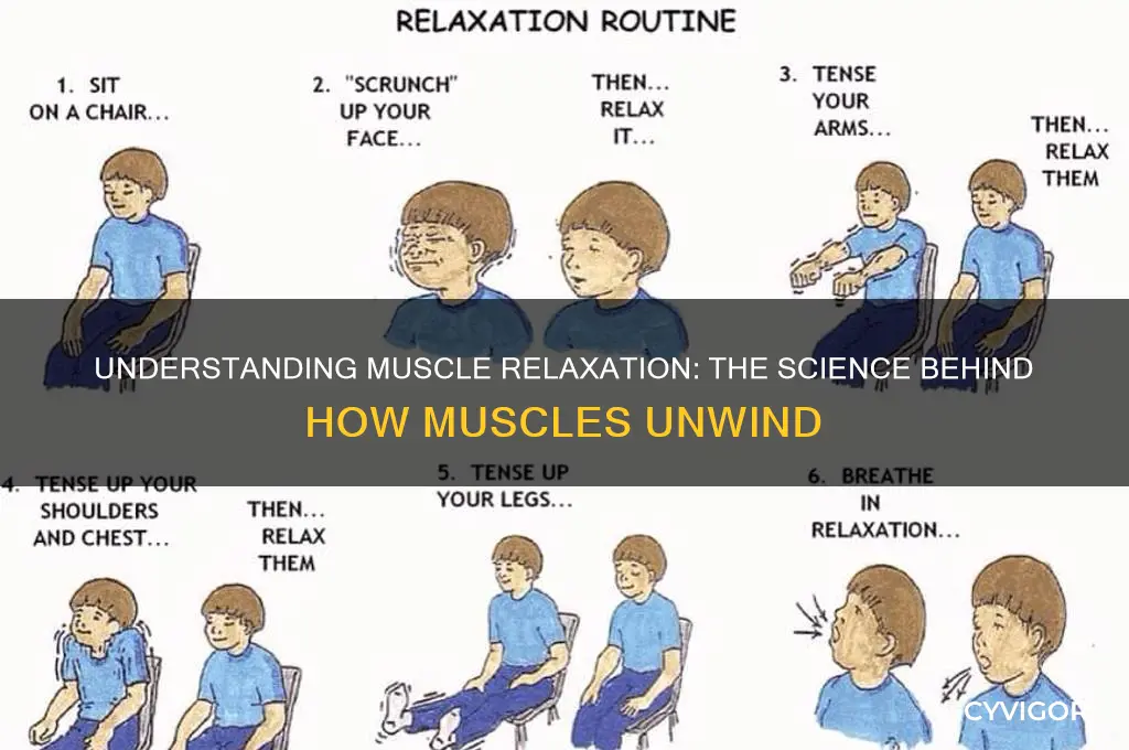 what is the mechanism by which muscles relax