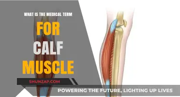 Understanding the Calf Muscle: Medical Terminology and Insights