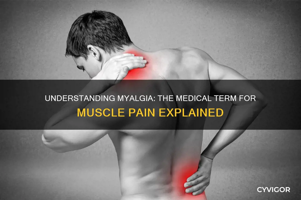 what is the medical term for muscle pain