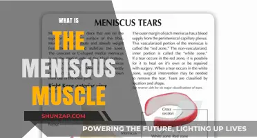 Meniscus Muscle: What Is It?