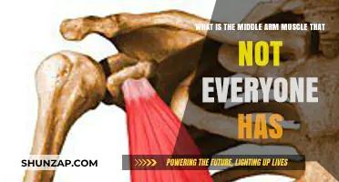 Uncommon Middle Arm Muscle: The Pectoralis Minor Variant Explained