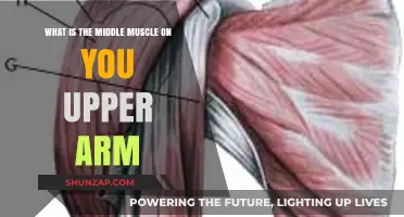 Understanding the Middle Muscle of Your Upper Arm: Anatomy Explained