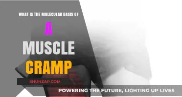 Unraveling the Molecular Mysteries Behind Muscle Cramps