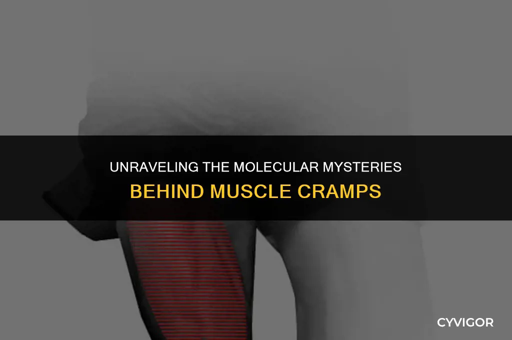 what is the molecular basis of a muscle cramp