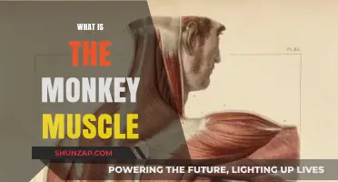 The Monkey Muscle Mystery: What is it?