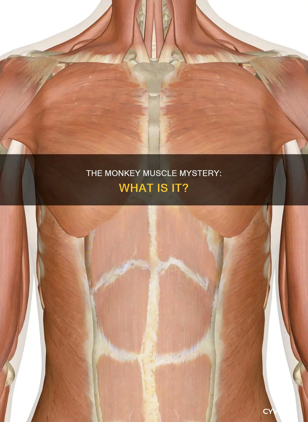 what is the monkey muscle