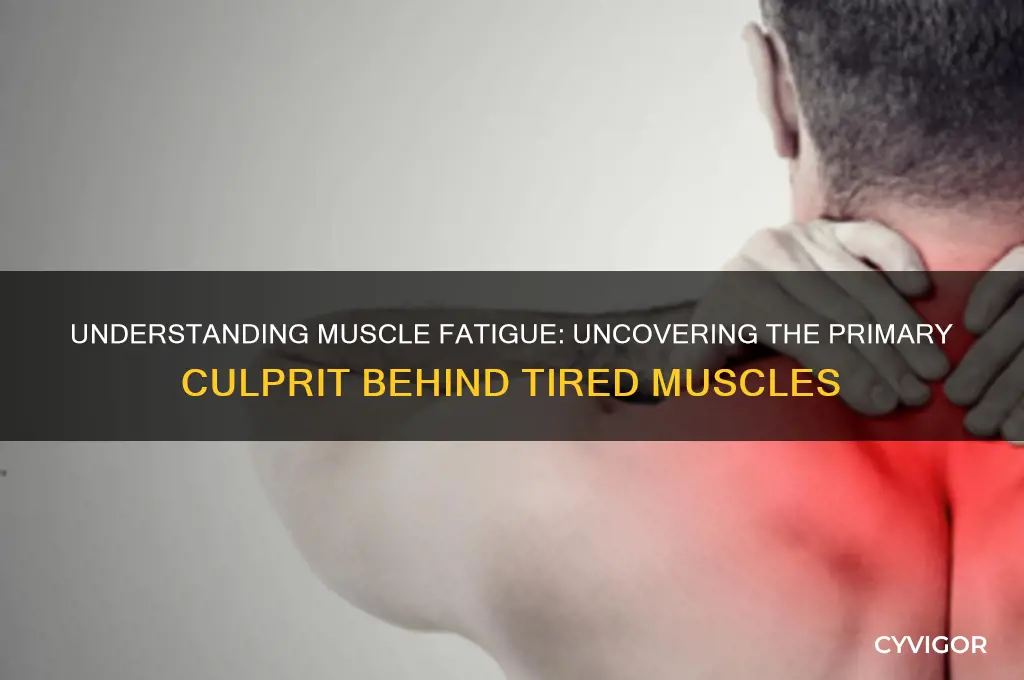 what is the most common cause of muscle fatigue