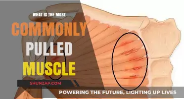 Understanding the Most Frequently Strained Muscle and How to Prevent It