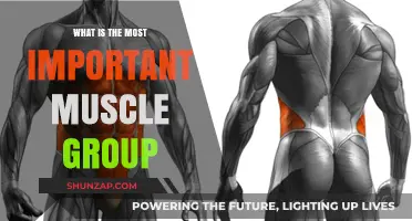 Unlocking Strength: The Most Vital Muscle Group for Overall Fitness