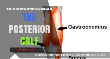 Unveiling the Gastrocnemius: The Most Superficial Muscle of the Posterior Calf